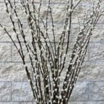 Pussy Willow Branches | Californiaflowergrowers.com