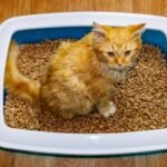 Why Cat Litter Should Be Disposed of Properly