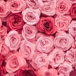 Rose Wallpaper | Elegant Floral Designs by Giffywalls