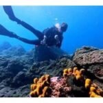 Excursiones de Buceo República Dominicana | Dolindivecenter.com