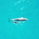 Best Dolphin Boat Tours in Jupiter and West Palm Beach