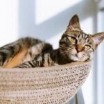 Why You Should Follow Cat Litter Replacement Instructions